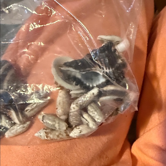 Assorted Seashell Collection - Picture 11 of 13